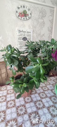 Денежное дерево толстянка крассула