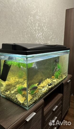 Аквариум с рыбками, рыбы