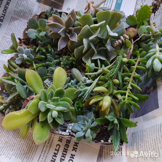 Набор суккулентов для создания садика