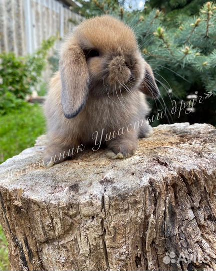 Кролик карликовый