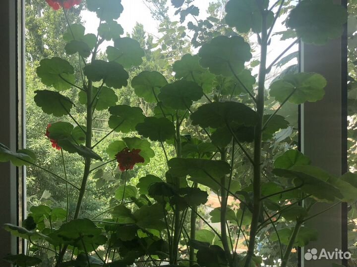 Герань цветок