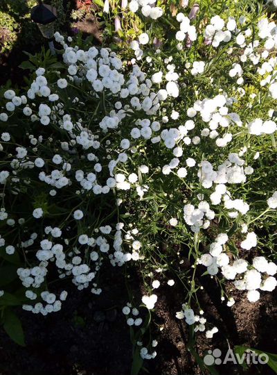 Садовые растения