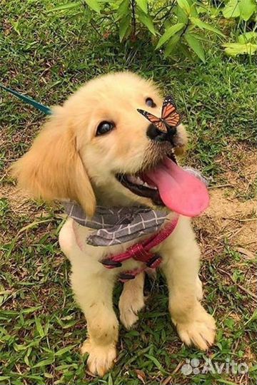 Выгульщик собак с 14 лет