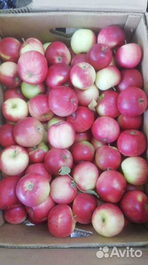 Яблоки оптом