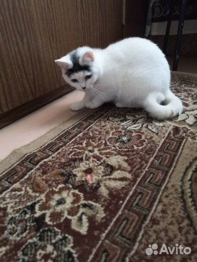 Отдам кошку в добрые руки