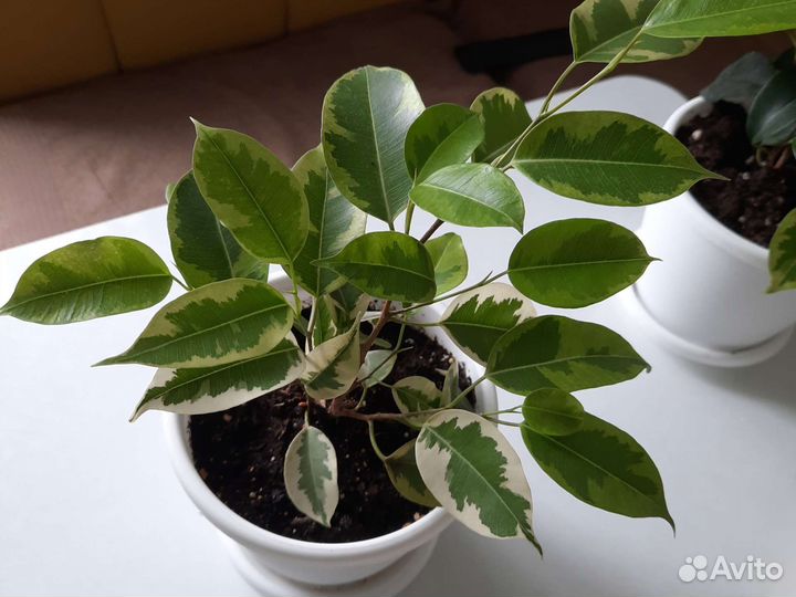 Сортовые фикусы