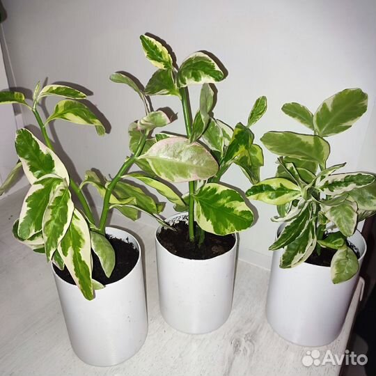 Педилантус