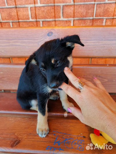 Собака щенок Варька помесь с овчаркой