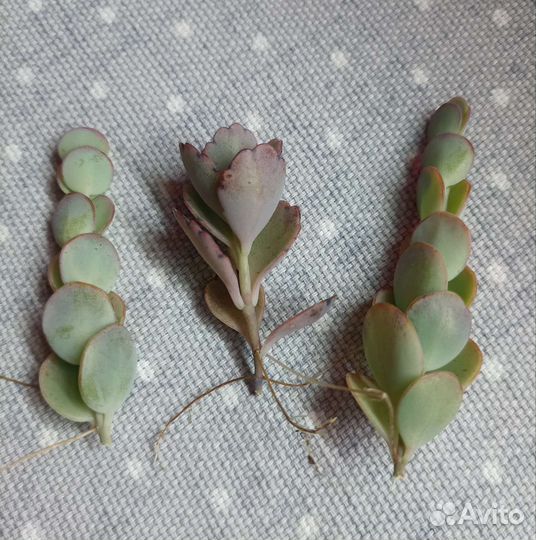 Суккуленты почтой часть 5 из 9