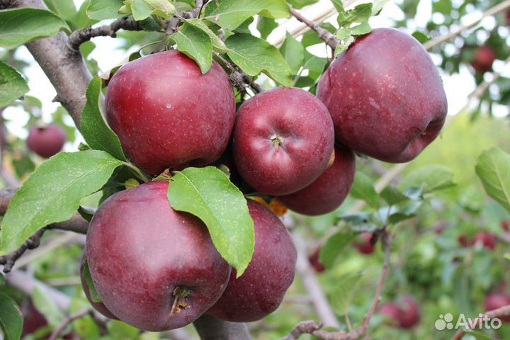 Саженцы плодовых, ягодных и декоративных культур