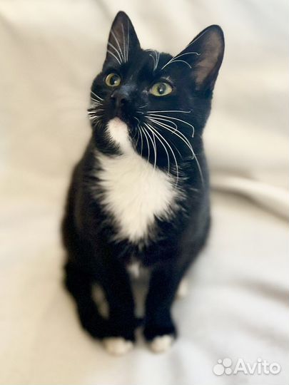 Котенок в добрые руки