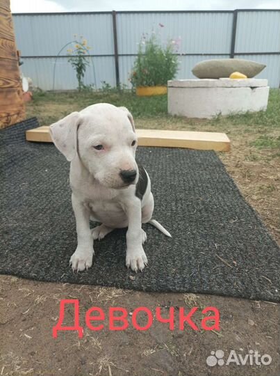 Продажа щенков Амстаффа