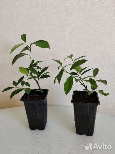 Лимон Мейера, привитый