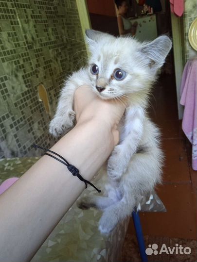 Сиамский котёнок