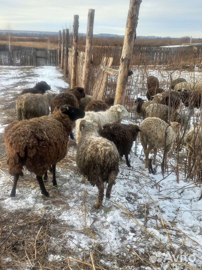 Бык.овечки и бараны