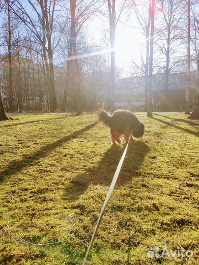 Передержка животных, зооняня, догситтер