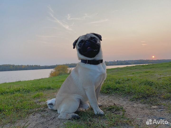 Мопс ищет девочку