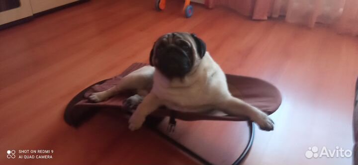 Мопсы продажа