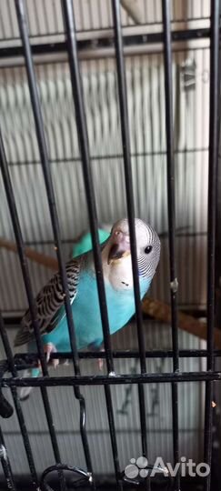 Птенцы волнистый попугай