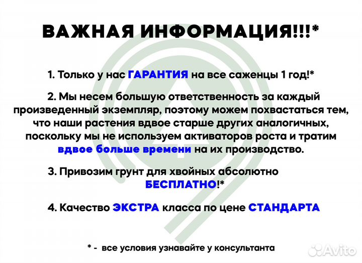 Ели взрослые. 2,2 м