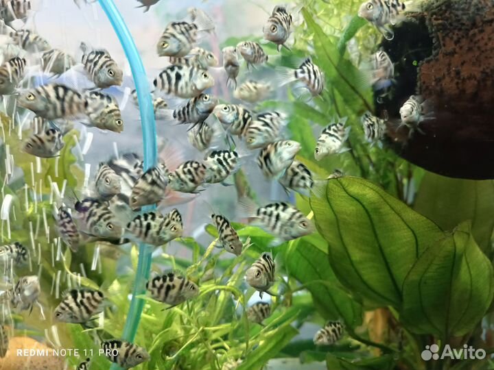 Аквариумные рыбки