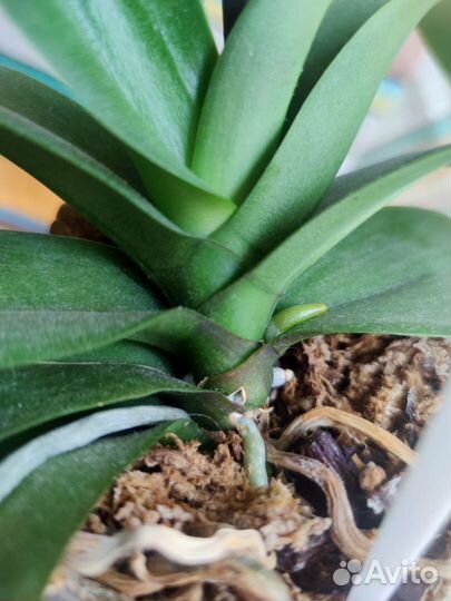 Орхидея Phal. Charming Crystal Water 1287