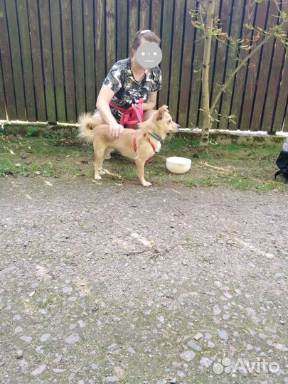 Маленький песик в добрые руки