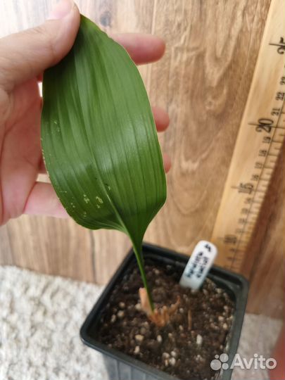 Аспидистра домашнее растение