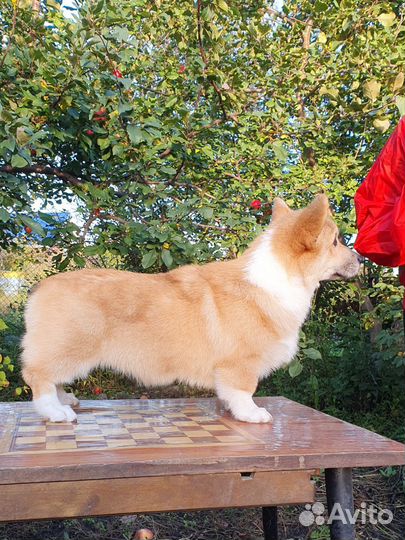 Вельш-корги