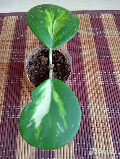 Хойя обовата