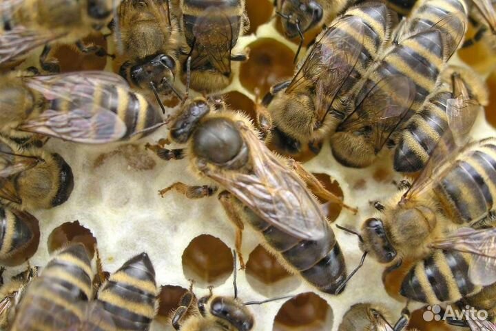 Пчеломатки Карника высокопродуктивные