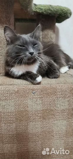 Кошки и коты в дар