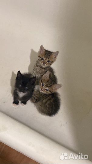 Котята