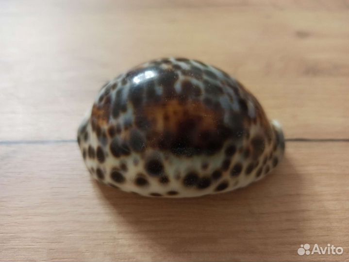 Морская раковина