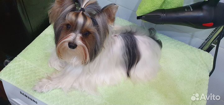 Бивер Йорк вязка