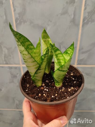 Сансевиерия Ханни, Цилиндрика, Муншайн