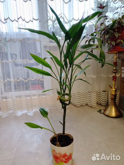 Драцена Сандера (бамбук)