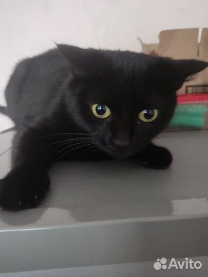 Кошка в дар