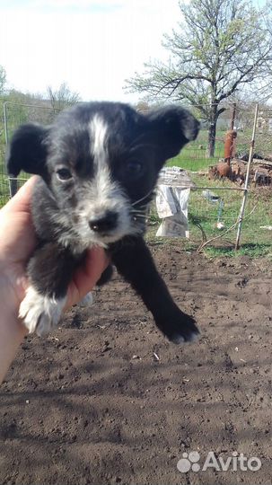 Щенок в добрые руки бесплатно маленькая порода