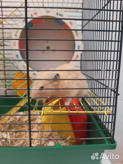 Сирийский хомяк с клеткой бесплатно