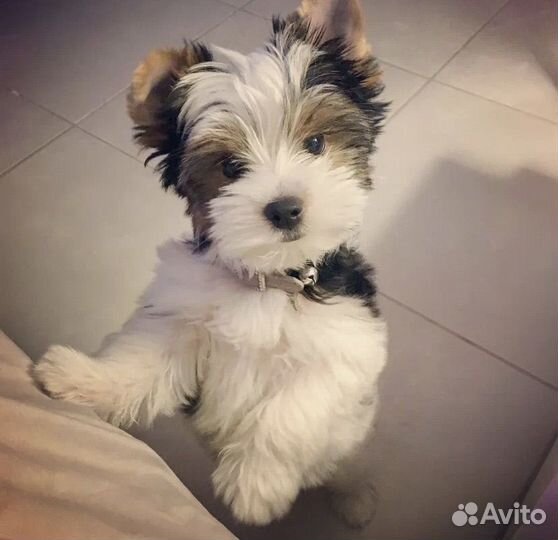 Щенки бивер йорка