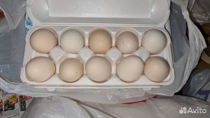 Яйцо деревенское