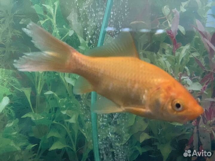 Золотая рыбка