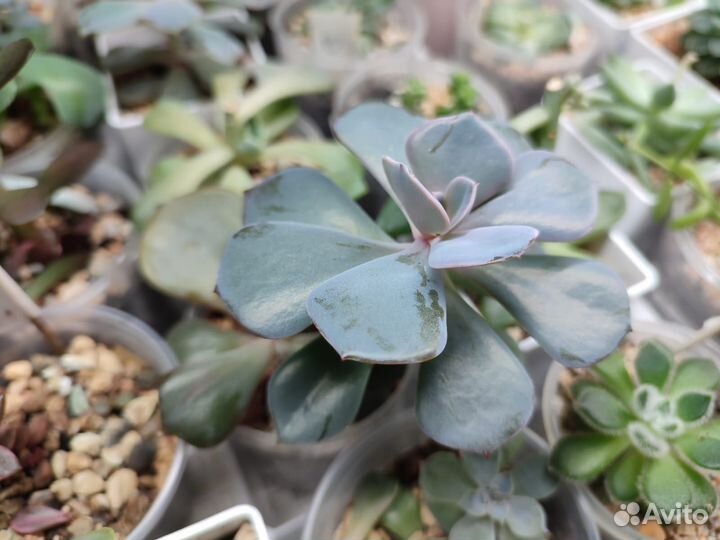 Суккуленты