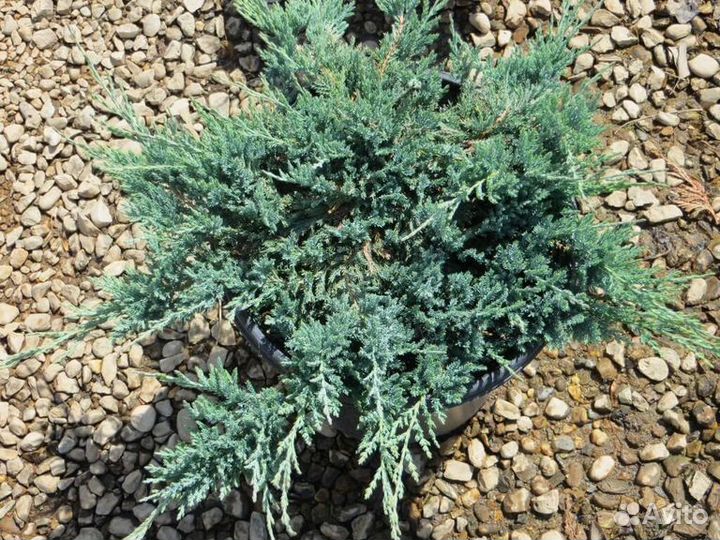 Можжевельник Блю Чип