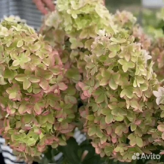 Гортензия металлика metalika