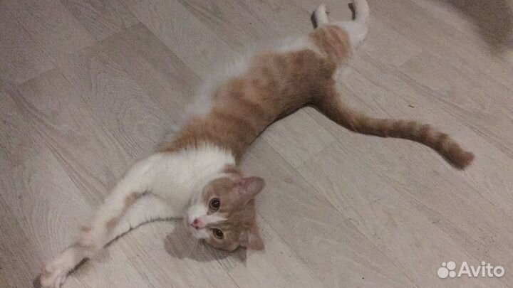 Котята в добрые руки бесплатно мальчик