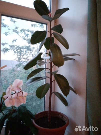 Фикус каучуконосный