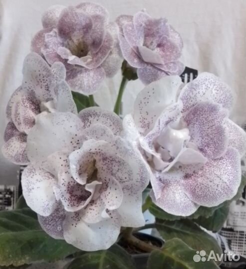 Глоксинии и тидеи сортовые