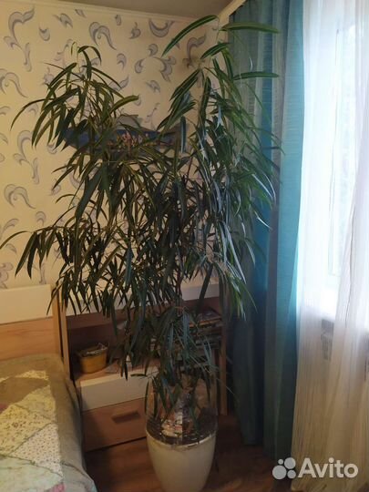 Фикус узколистный